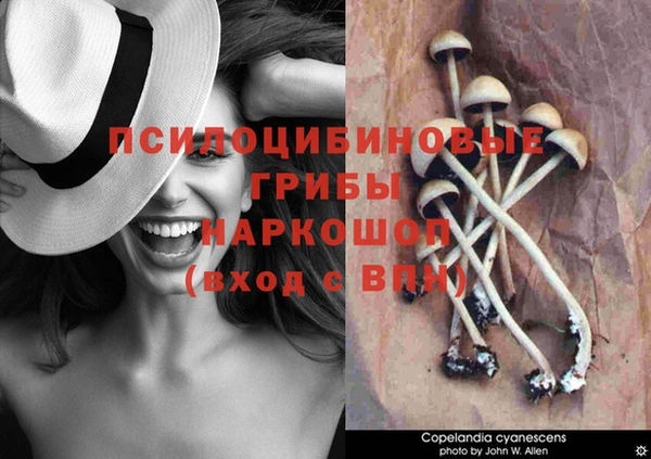 прущие грибы Володарск